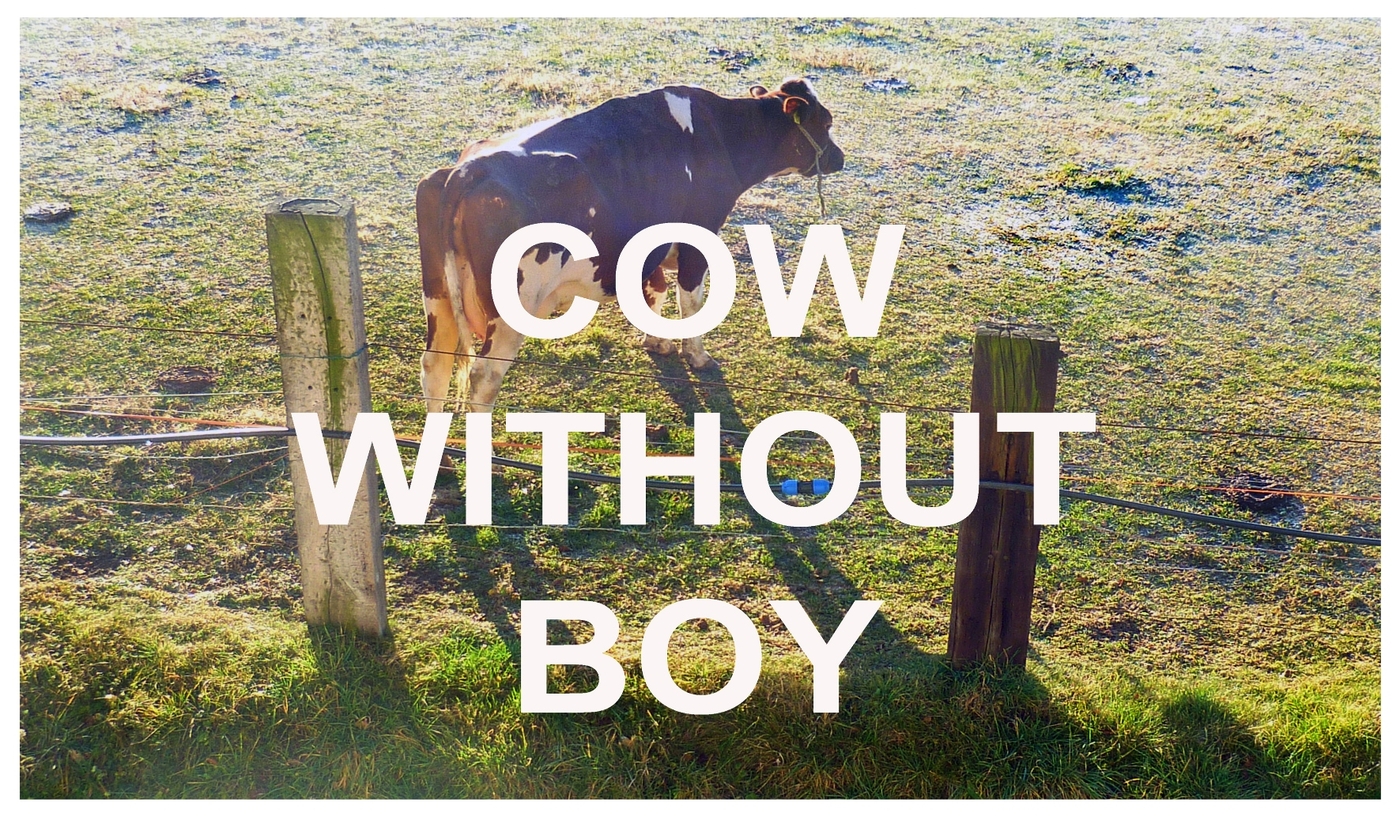 Cow without boy