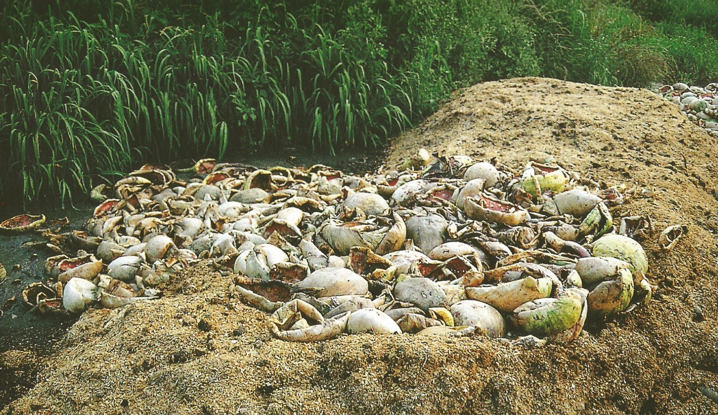 Quando la natura imita le azioni dell'uomo